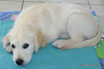 Hund Golden Retriever Amy | Bild c Vukits